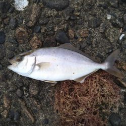 アジングでアコウ